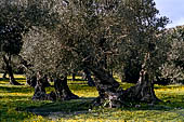 Creta - Giganteschi ulivi nei pressi di Moni Preveli.